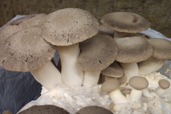 Pilze aus der Wagramer Pilzzucht, Foto von Martin Schmit
