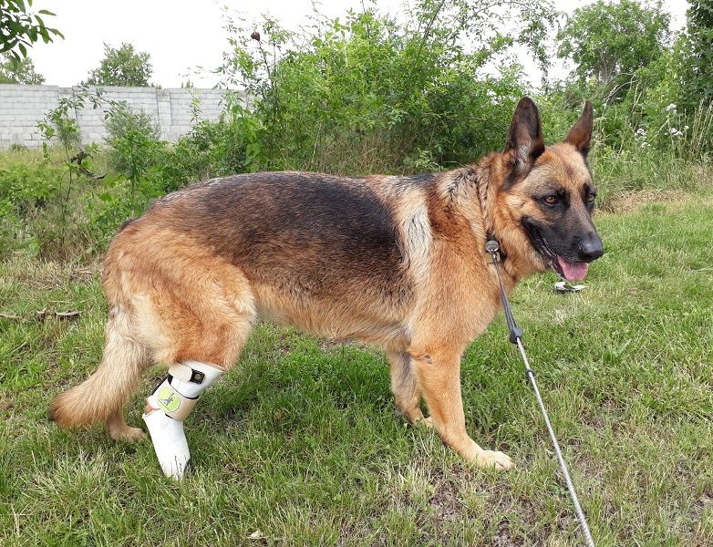 Hinterbeinprothese für Hunde, Foto von tierschuh.at