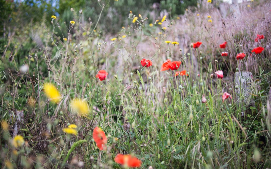 „Natur im Garten“ Plaketten-Aktionstage am 17. und 18. September 2020